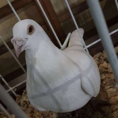 XXXV Okręgowa Wystawa Gołębi Pocztowych - relacja [FOTO]