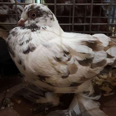 XXXV Okręgowa Wystawa Gołębi Pocztowych - relacja [FOTO]