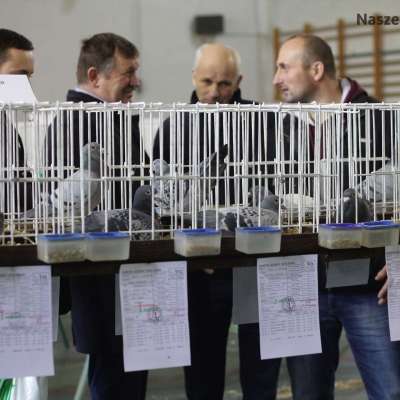 XXXV Okręgowa Wystawa Gołębi Pocztowych - relacja [FOTO]