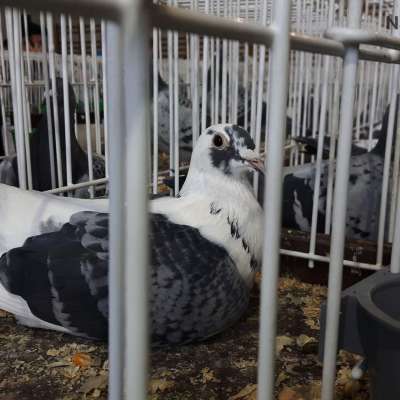 XXXV Okręgowa Wystawa Gołębi Pocztowych - relacja [FOTO]