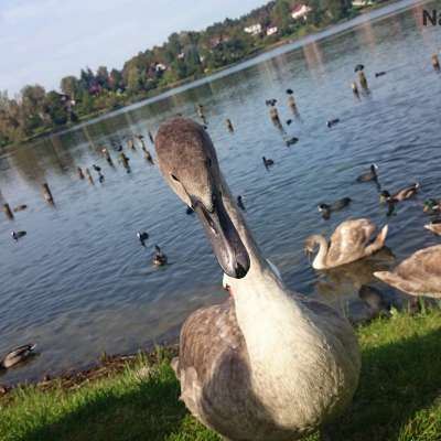 Ludzie bez serca - bił łabędzie dla zabawy?