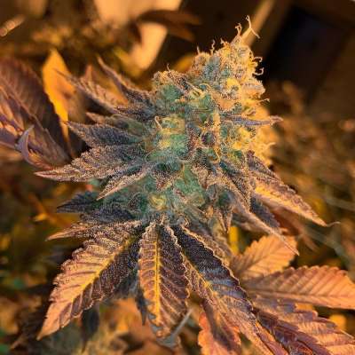 drugs for sell 