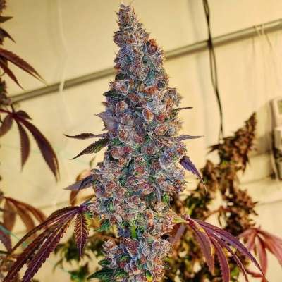 akwoskoda@gmail.com  drugs for sell 