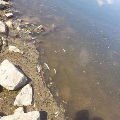 Katastrofa ekologiczna na Odrze? W Słubicach wyławiane są śnięte ryby!