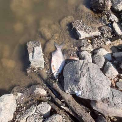 Katastrofa ekologiczna na Odrze? W Słubicach wyławiane są śnięte ryby!