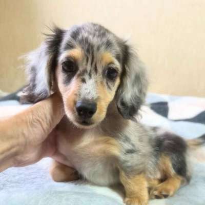 Mini Dachshund puppies