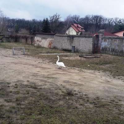 Nietypowa interwencja strażaków OSP Cybinka