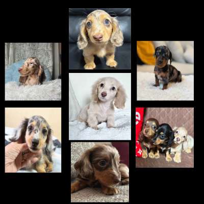 Mini Dachshund puppies