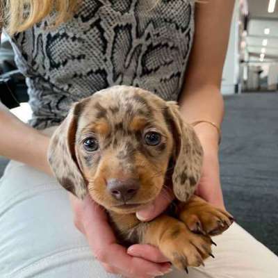 Mini Dachshund puppies