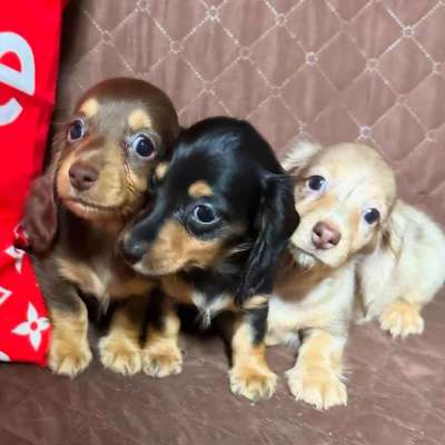 Mini Dachshund puppies