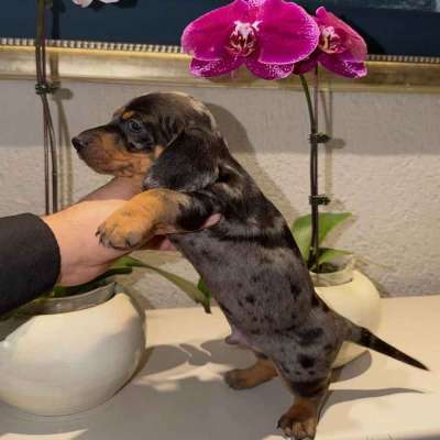 Mini Dachshund puppies